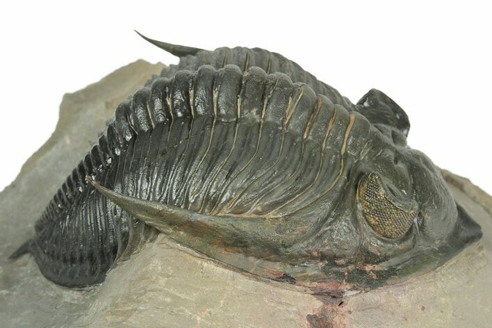 Excellent Zlichovaspis Trilobite - Atchana, Morocco #209626